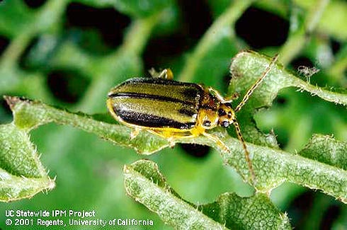 Elm Leaf Beetle (c) Jack Kelly Clark