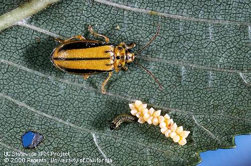 Elm Leaf Beetle (c) Jack Kelly Clark