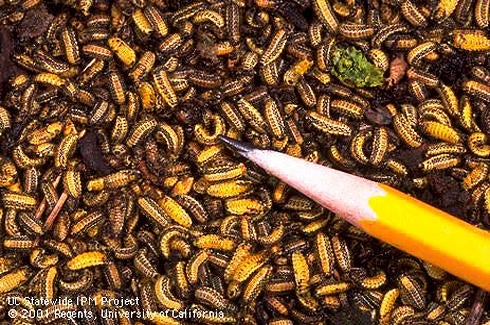 Elm Leaf Beetle (c) Jack Kelly Clark