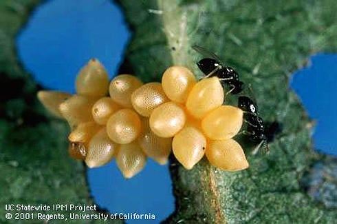 Elm Leaf Beetle (c) Jack Kelly Clark