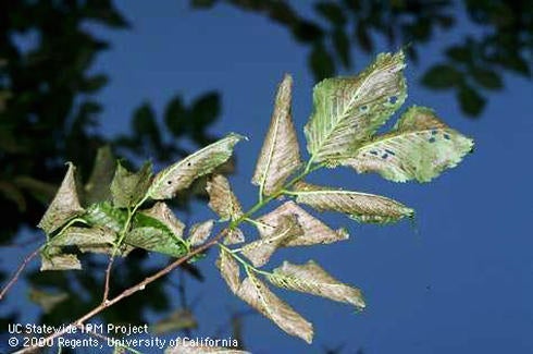 Elm Leaf Beetle (c) Jack Kelly Clark