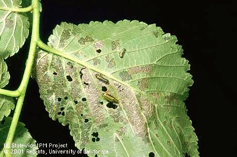 Elm Leaf Beetle (c) Jack Kelly Clark