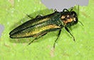 Emerald Ash Borer