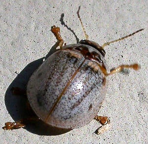 Eucalyptus Leaf Beetle