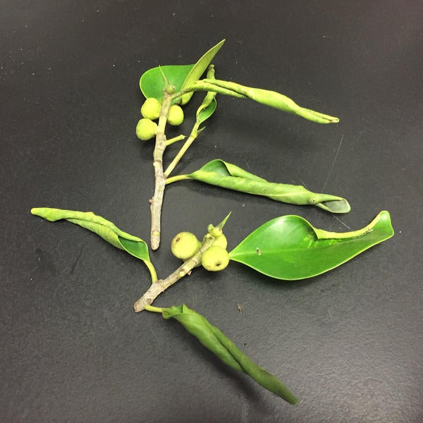 Ficus Leaf Rolling Psyllid