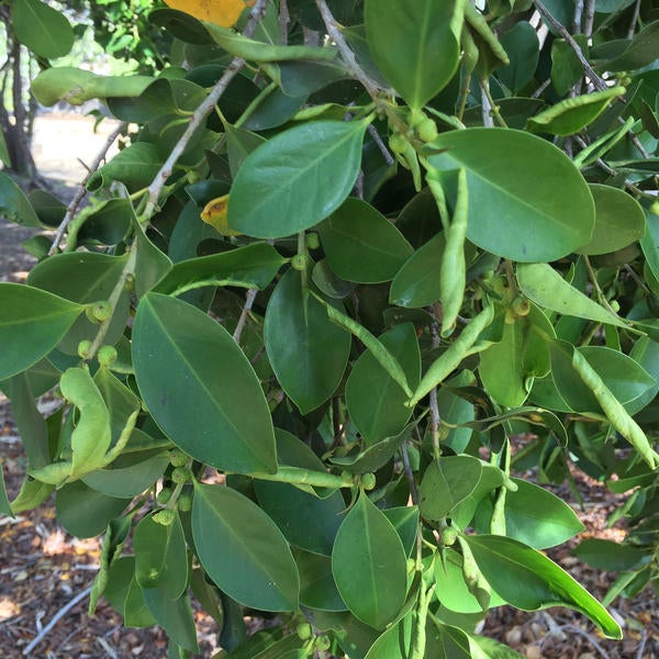 Ficus Leaf Rolling Psyllid
