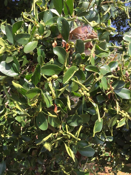 Ficus Leaf Rolling Psyllid