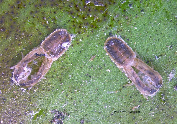 Ficus Leaf Rolling Psyllid