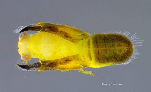 Ficus Leaf Rolling Psyllid