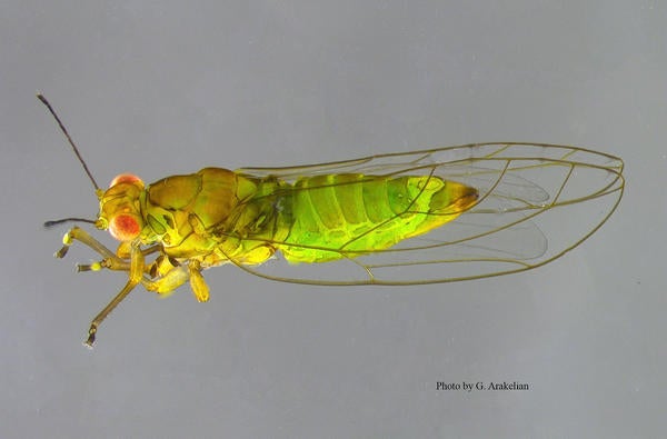 Ficus Leaf Rolling Psyllid