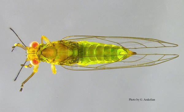 Ficus Leaf Rolling Psyllid