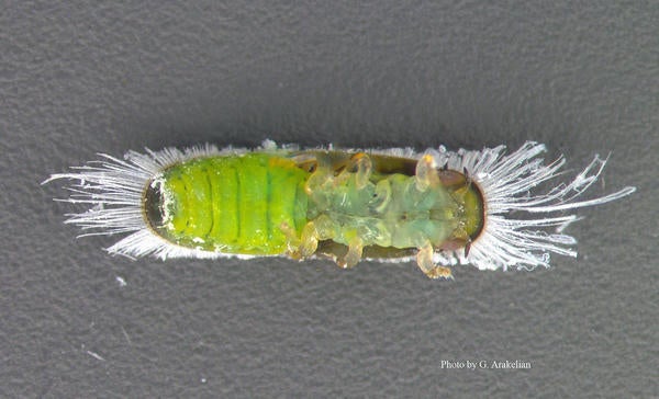 Ficus Leaf Rolling Psyllid