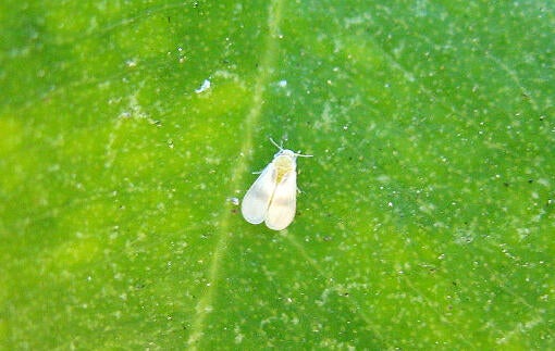 Ficus Whitefly | Center for Invasive Species Research