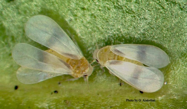 Ficus Whitefly