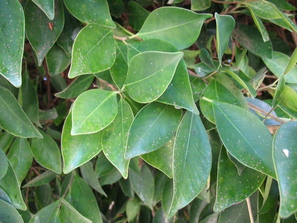 Ficus Whitefly