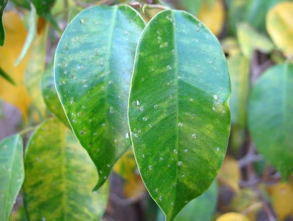 Ficus Whitefly