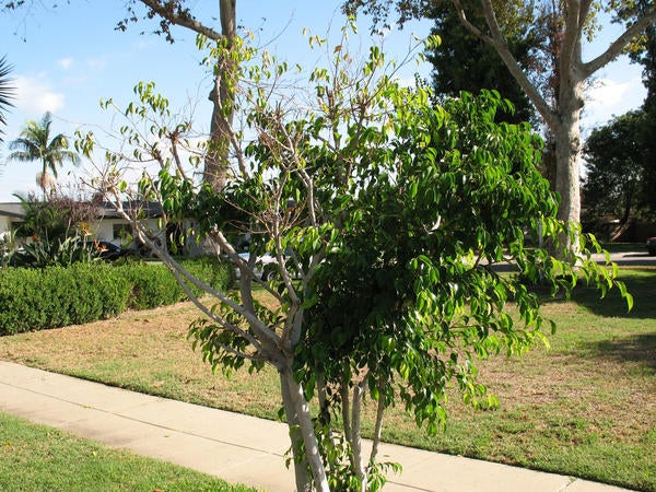 Ficus Whitefly