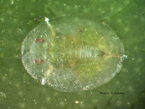 Ficus Whitefly