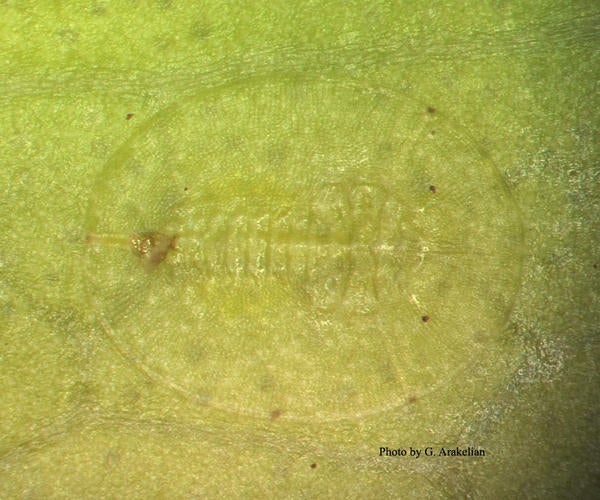 Ficus Whitefly