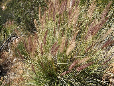 African Fountain Grass