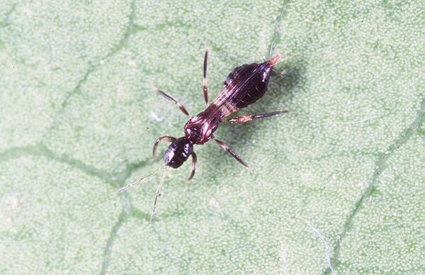 Avocado Thrips