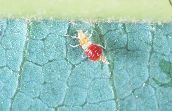 Avocado Thrips