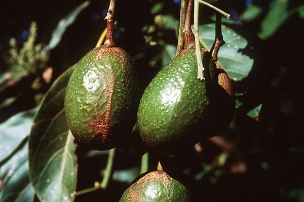 Avocado Thrips