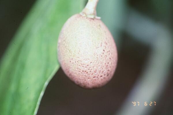 Avocado Thrips