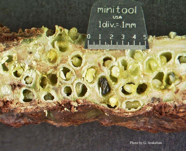 Blue Gum Galling Wasp