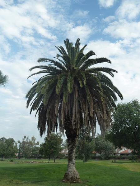 healthy Canary Palm (c) Mark Hoddle