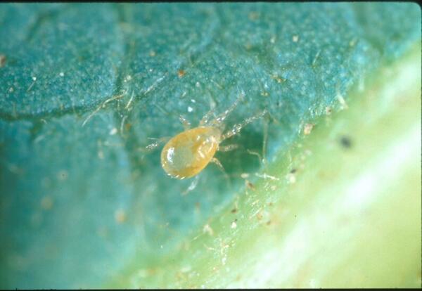 Avocado Thrips