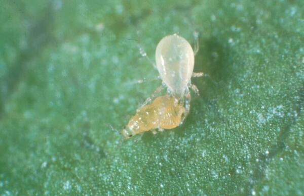 Avocado Thrips