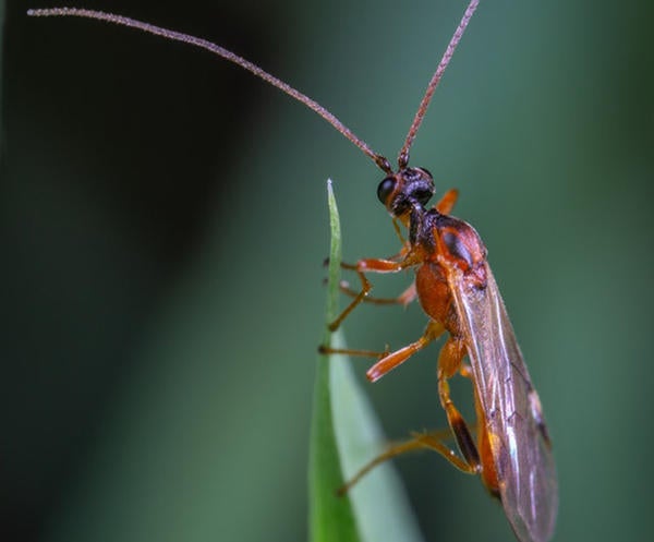 insect on green leaf