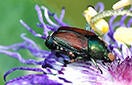 Japanese Beetle