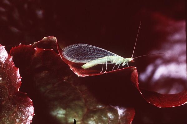 Avocado Thrips