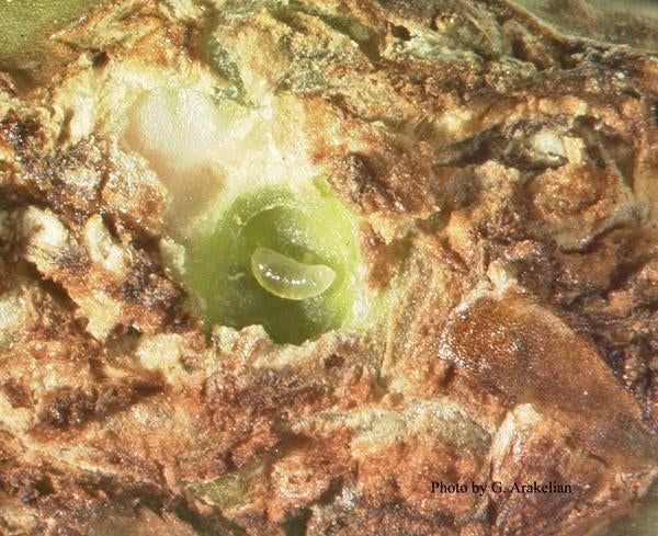 Blue Gum Galling Wasp