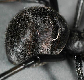 lat geom black abdomen (c) CISR