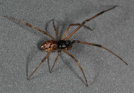 latro geo male habitus op (c) CISR