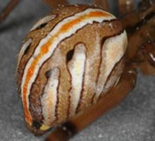 latro hesp immature abdomen (c) CISR