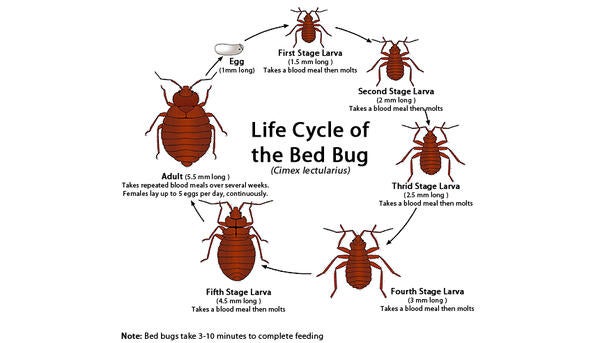 Bed Bugs