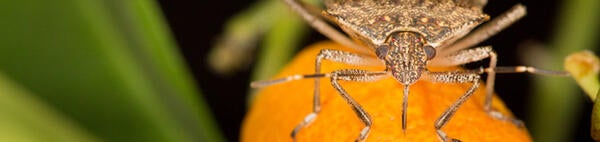 Brown Marmorated Stinkbug on kumquat (c) Mike Lewis