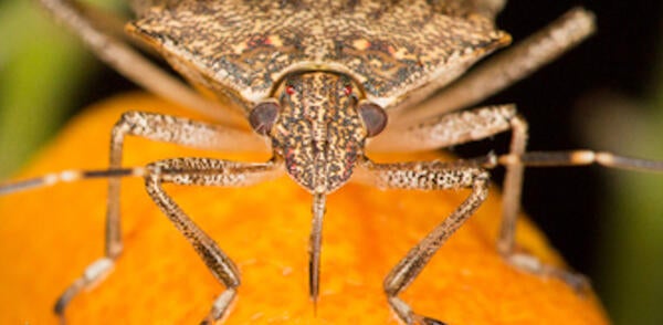 Brown Marmorated Stink Bug (c) CISR