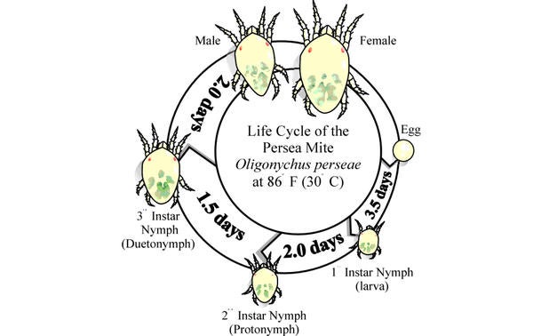 persea mite