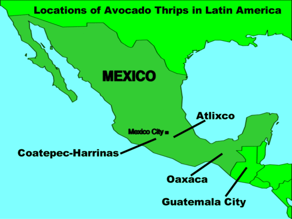 Avocado Thrips