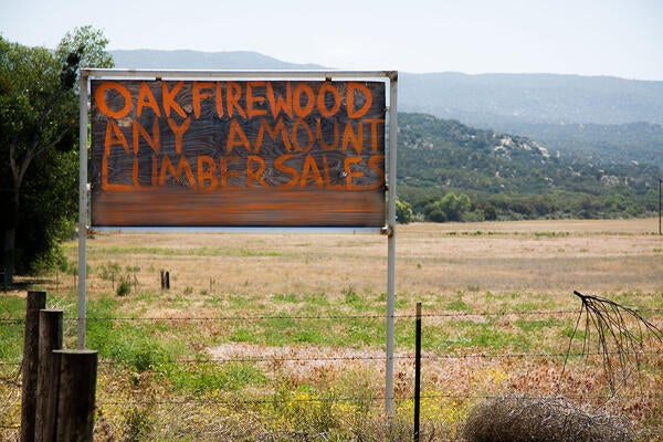 gold spotted oak borer