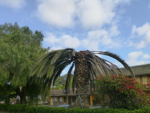 Canary Palm killed by Palmarum San Ysidro CA (c) Mark Hoddle