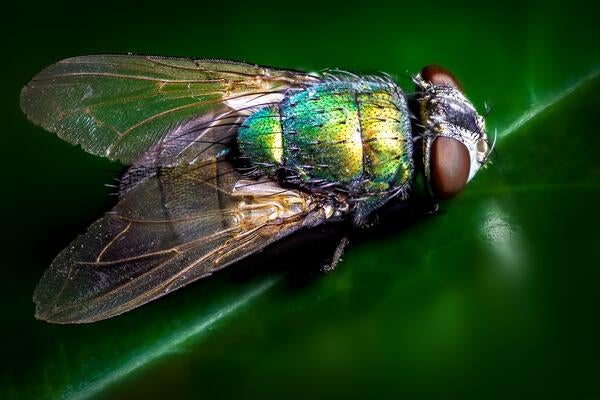 Unsplash- Detailed Fly