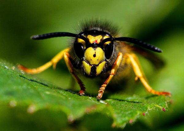 Close Up on Insect