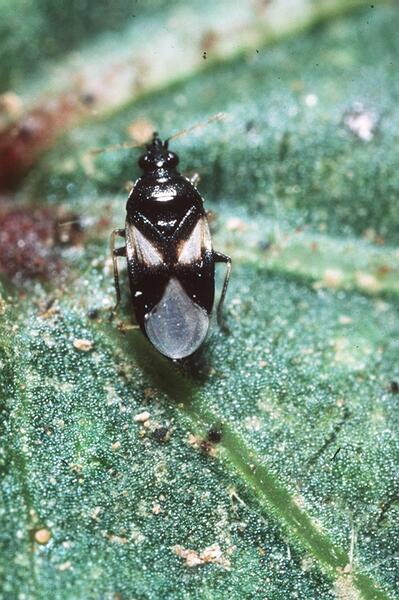 Avocado Thrips