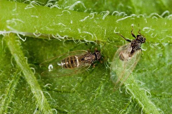 Potato psyllid (c) CISR